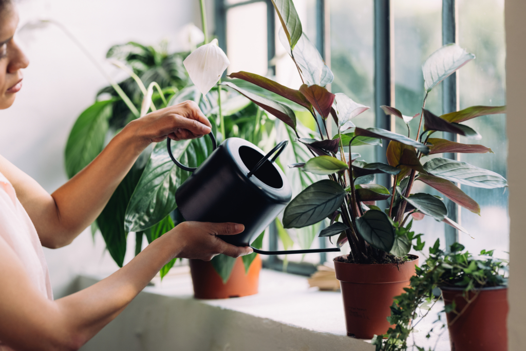 Mujer regando unas plantas de interior